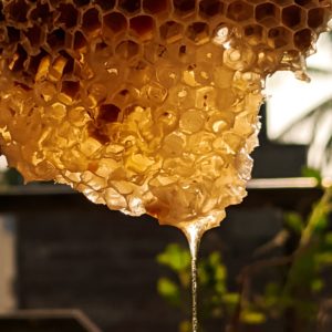 Мёд и пчеловодство